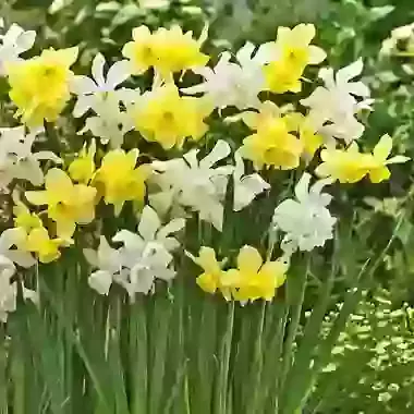 Thalia & Sunlight Sensation Mixture